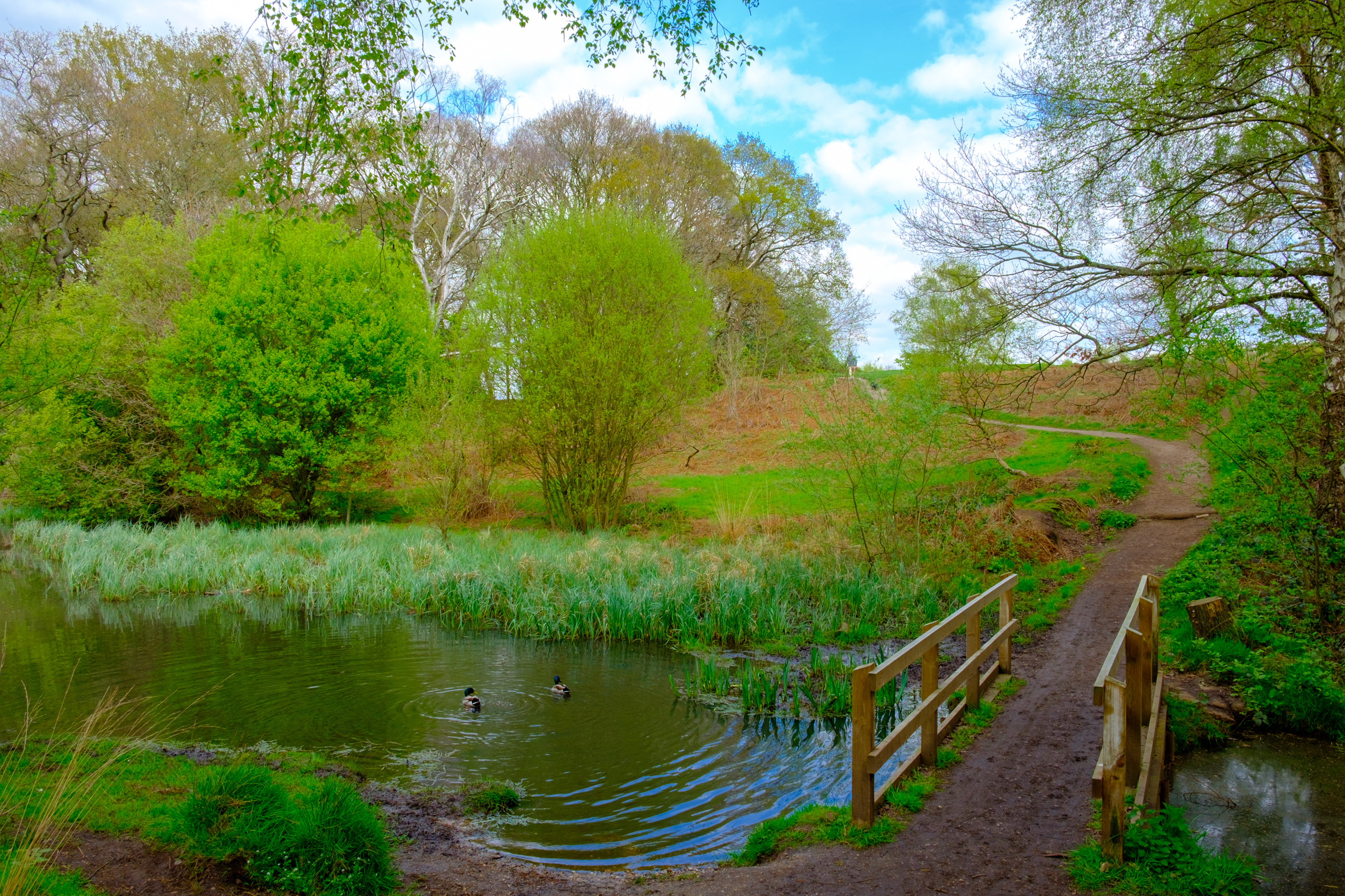 A walking path and small wooden bridge beside a pond on Wimbledon Common in London, surrounded by spring greenery.